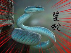 神秘的蓝蛇传说,蓝蛇自古有之,但真的蛇首有毒,蛇尾能解毒吗？