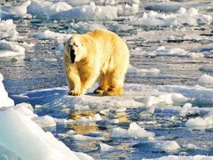 北极恐将面临夏季无冰 北极熊或将在2100年灭绝