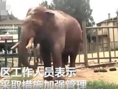 游客用裹塑料袋苹果投喂大象 为什么不能随便投喂动物
