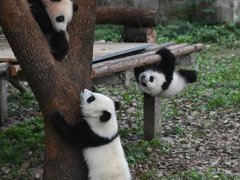 重庆动物园25岁大熊猫灵灵去世 大熊猫灵灵现在在哪