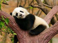 重庆动物园25岁大熊猫灵灵去世 大熊猫灵灵有多少孩子