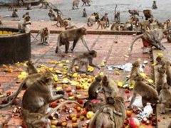 印度35只猴子打群架撞塌民房 印度猴子泛滥成灾
