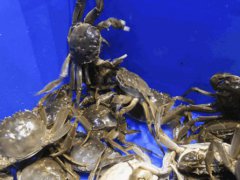 大闸蟹怎么保存在新鲜 大闸蟹怎么保存时间长 大闸蟹的储存方法