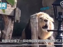动物园狮子与游客对吼 游客奇葩举动逼得狮子“对话”