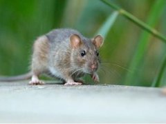 云南勐海发现1例疑似腺鼠疫病例 鼠疫疫情最新消息