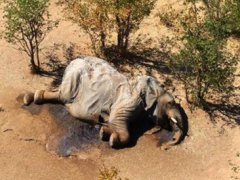 蓝藻细菌导致数百头大象死亡 非洲数百头大象离奇死亡
