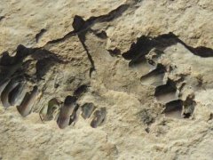 沙特发现距今12万年前的人类脚印 脚印居然有这么大