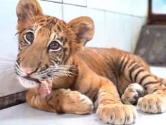 世界唯一虎狮虎兽宝宝满百天 虎狮虎兽宝宝满百天 狮虎兽可以繁衍后代吗