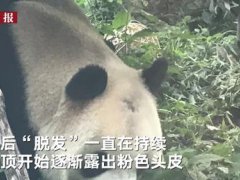 北京动物园回应网红熊猫秃头 网红熊猫突然头秃