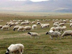 接首批1.2万只捐赠羊车队从武汉出发 蒙古国为什么要捐赠羊