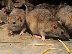 蒙古国新增一例鼠疫确诊病例 蒙古国鼠疫疫情最新疫情