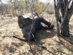 津巴布韦再现大象神秘死亡 津巴布韦大象最新消息