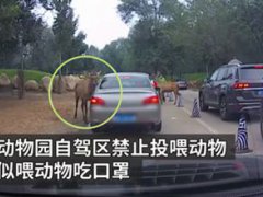 北京野生动物园游客疑喂动物口罩 北京野生动物园游客疑给动物喂口罩被及时