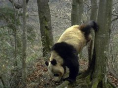 野生大熊猫倒立撒尿 野生大熊猫独特的求偶行为