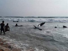上百头鲸鱼在斯里兰卡搁浅 鲸鱼搁浅的原因