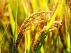 袁隆平团队双季稻亩产超过3000斤 袁隆平团队双季稻产量再创新高