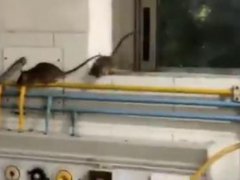 印度一ICU病房爬满老鼠 印度病房里有老鼠
