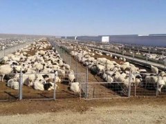 蒙古国捐赠的首批活羊22日入境 首批4000只蒙古国捐赠羊今日交付