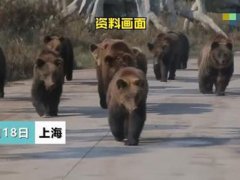 游客讲述上海野生动物园游览经历 上海野生动物园熊伤人致死