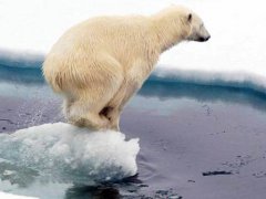 全球变暖或导致北极熊在2100年灭绝 物种灭绝对人类的影响
