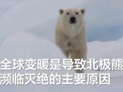 全球变暖或致北极熊在2100年灭绝 北极熊2100年灭绝