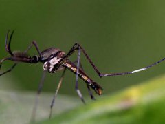蚊蝇增多是否会传播新冠病毒 蚊蝇会传播新冠病毒吗