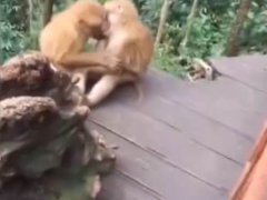 两只猴子接吻被发现害羞打闹 猴子的模仿能力有多强