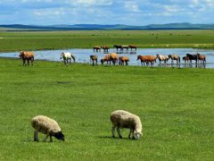 蒙古国正式启动3万只羊捐赠程序 蒙古国捐赠我国的三万只羊