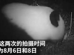 四川土地岭首次拍到野生大熊猫 首次拍到野生大熊猫