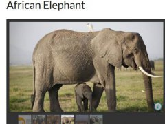 博茨瓦纳数百头大象神秘死亡 博茨瓦纳数百头大象死亡原因