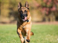 美国首例感染新冠病毒的狗死亡 美国第一例感染新冠病毒的狗死亡