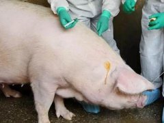 巴西猪流感新变种 巴西发现一例人感染病例