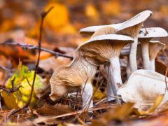 立秋之前出的蘑菇能吃吗 立秋之前的蘑菇能吃吗