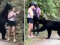 曾嗅女游客的黑熊又抱女子大腿