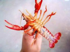 小龙虾要煮多久才可以杀死寄生虫