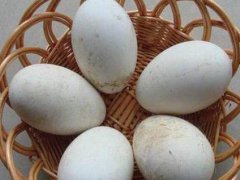 鹅蛋不能和什么一起吃 鹅蛋和什么不能一起吃 鹅蛋和什么食物相克相宜 鹅蛋和