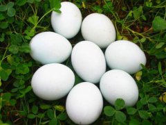 鹅蛋和鸡蛋哪个营养价值高 鹅蛋和鸡蛋的营养区别 鹅蛋和鸡蛋营养有什么不同