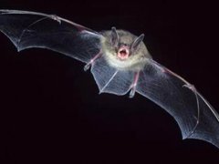 新型肺炎的导致原因 为什么会有新冠状病毒 为什么会有人吃蝙蝠