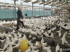肉食鸽养殖大全(肉鸽养殖方式有哪些？)