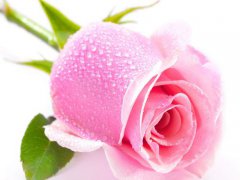 粉红玫瑰花语(粉玫瑰的花语是什么？)