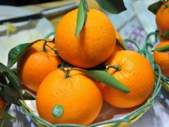 橙子树高产种植方法(种植橙子的要点)