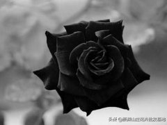 黑色玫瑰花语(黑玫瑰的花语是什么呢)
