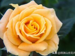 黄玫瑰的花语(黄玫瑰代表什么意思)