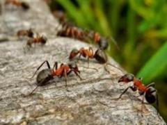 灭蚂蚁最有效的土方法