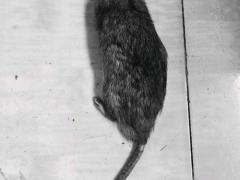 南方的老鼠可以有多大？？
