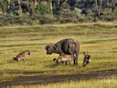 解密 非洲二哥 斑点鬣狗