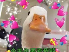 日本最强美少女top10,看看有没有你pick的plmm (日本乒乓球美少女)