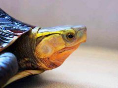 (黄缘闭壳龟饲养指南（二）)黄缘龟饲养环境大盘点,不同的条件
