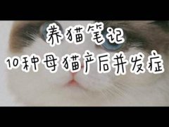 养猫笔记:10种母猫产后并发症