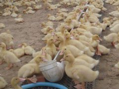 鸭子养殖的利润怎么样？开始要投资多少